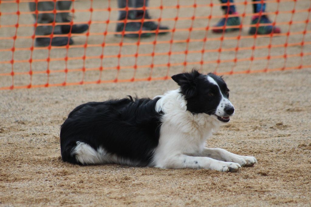 des Crocs de Provence - Concours d'agility de Saint Martin la Plaine