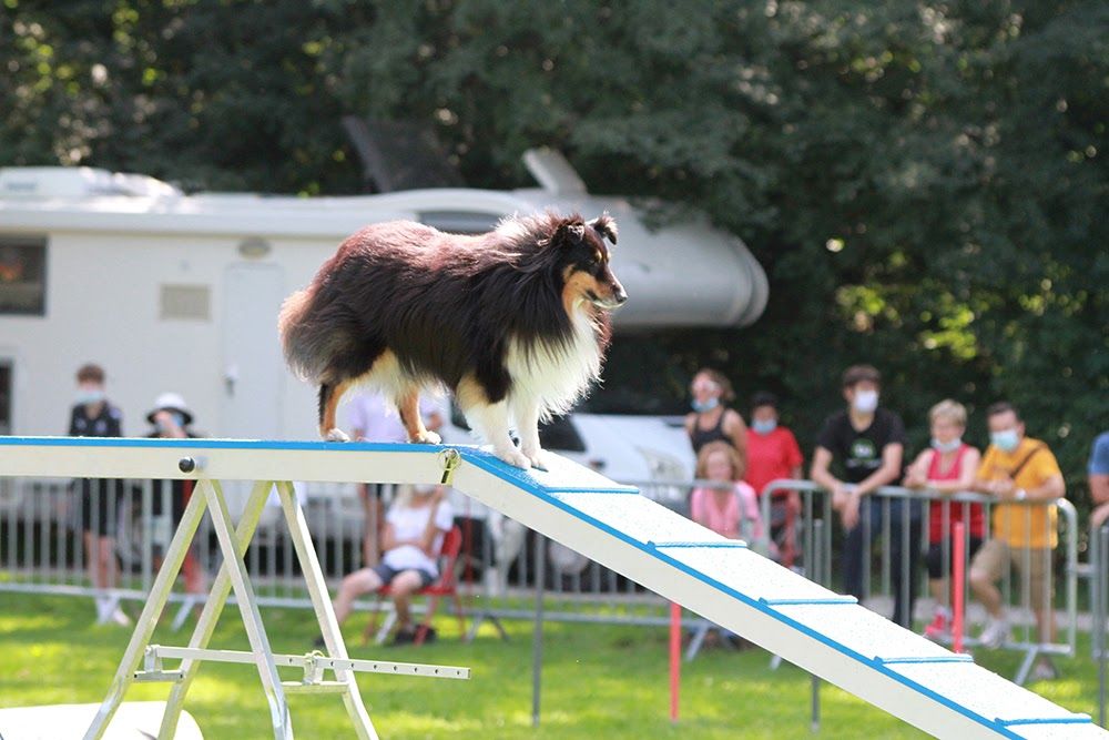 des Crocs de Provence - Iakari au concours d'agility de Chambéry