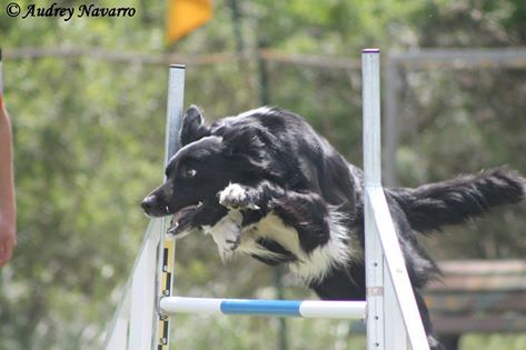 des Crocs de Provence - Concours d'agility d'Aix en Provence