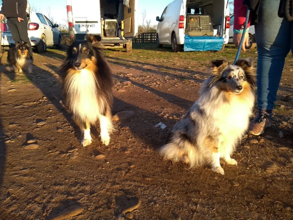 des Crocs de Provence - Magic et Olga en stage troupeau