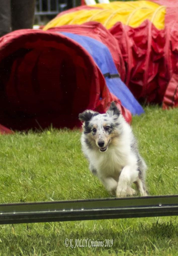 des Crocs de Provence - Concours d'agility de Villeneuve de la Raho