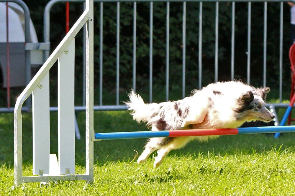 des Crocs de Provence - Concours d'agility de Chambéry