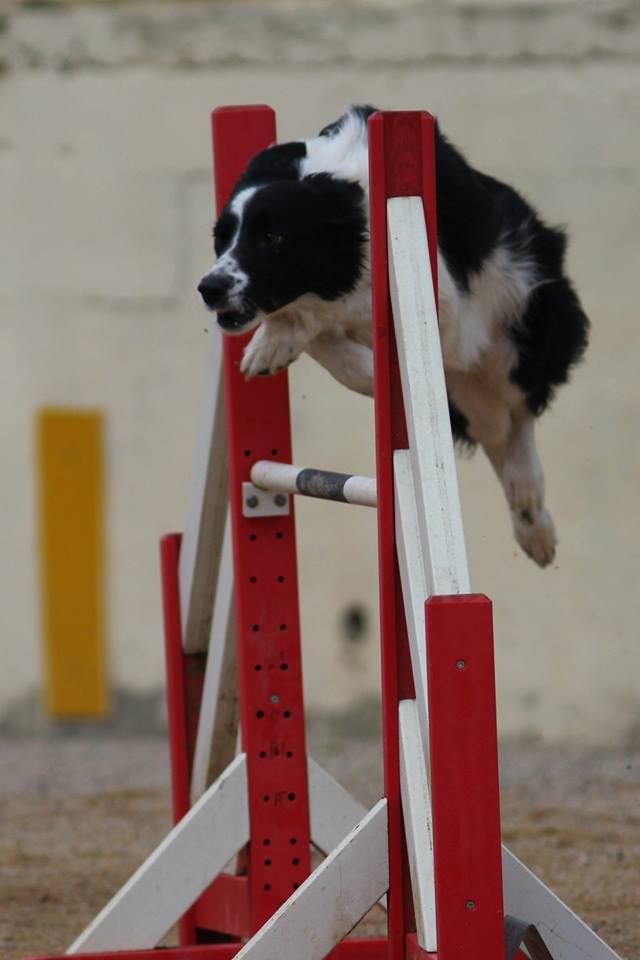 des Crocs de Provence - Concours d'agility d'Aubenas