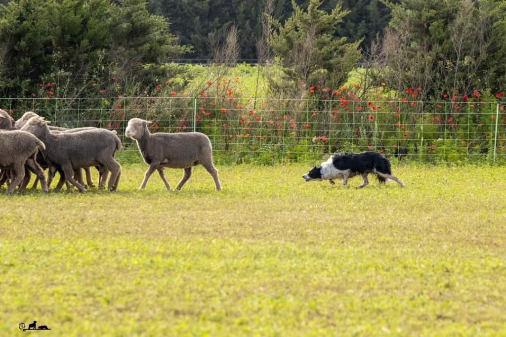 des Crocs de Provence - Des nouvelles de Rikie