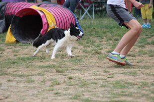 des Crocs de Provence - Concours d'agility de Mougins