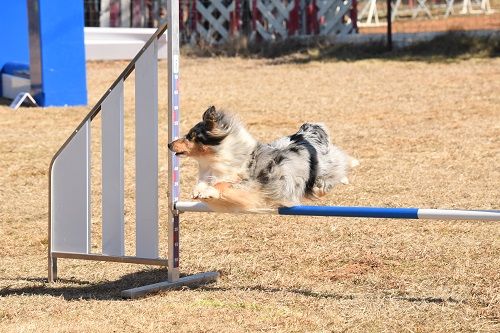 des Crocs de Provence - Concours d'agility de Cannes