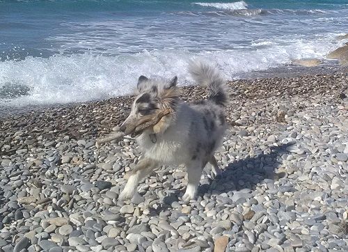 des Crocs de Provence - Des nouvelles de Nami