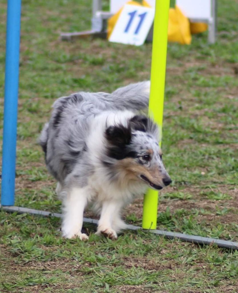 des Crocs de Provence - Championnat de France d'agility Grade 2 pour J'imagine