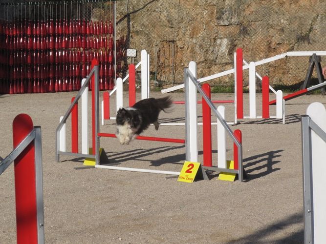 des Crocs de Provence - Concours d'agility du Chaffaut