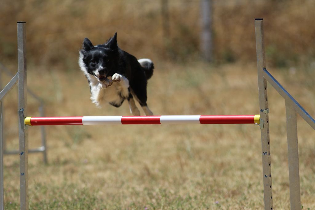 des Crocs de Provence - Début des concours d'agility pour Névada.