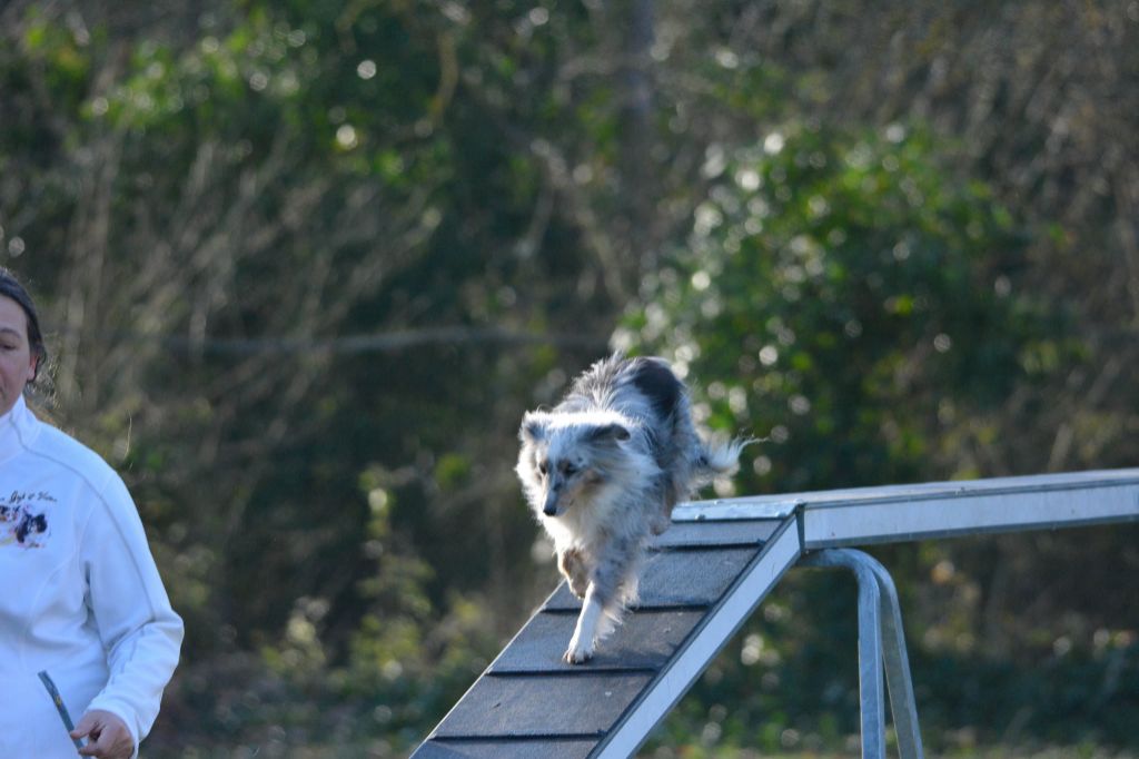 des Crocs de Provence - Concours d'agility des Cadéou