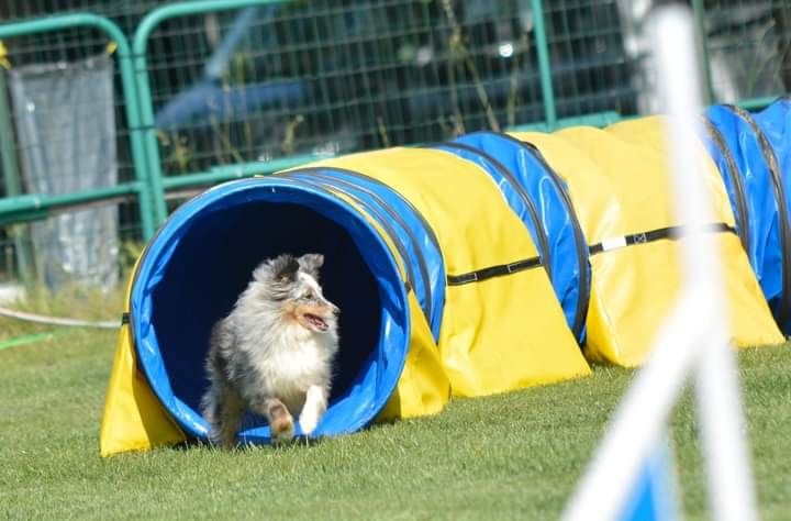 des Crocs de Provence - Concours d'agility de Lorette