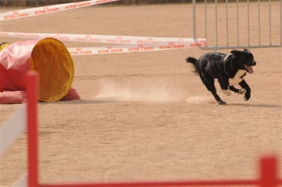 des Crocs de Provence - Sélectif du Grand Prix de France d'agility