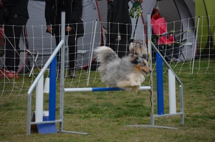 des Crocs de Provence - Concours d'agility de Ville sous Anjou