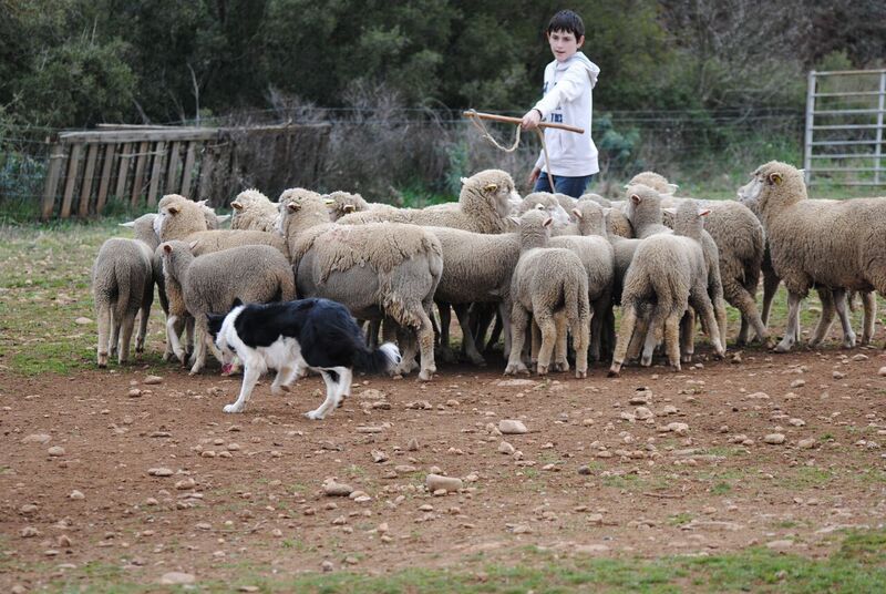 des Crocs de Provence - Stages troupeau pour Iliade et Zia