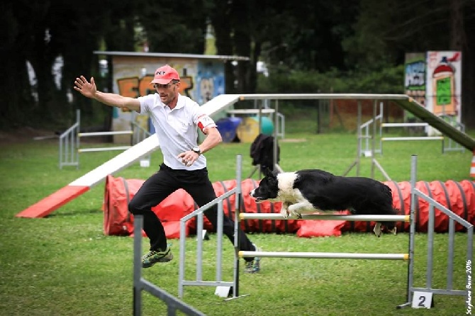 des Crocs de Provence - Concours d'agility de Tarascon