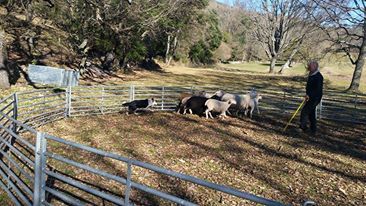 des Crocs de Provence - Idem chien de berger