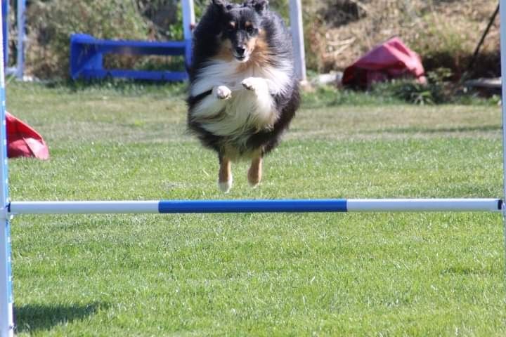 des Crocs de Provence - Iakari au concours d'agility des Pennes Mirabeau