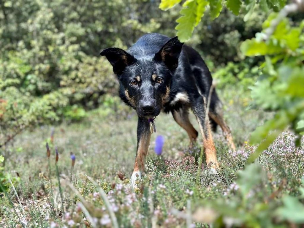 des Crocs de Provence - Des nouvelles de Sao