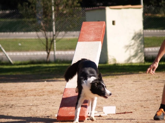 des Crocs de Provence - Concours d'agility de Marignane