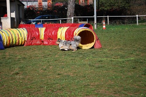 des Crocs de Provence - Concours d'agility des Cadéous