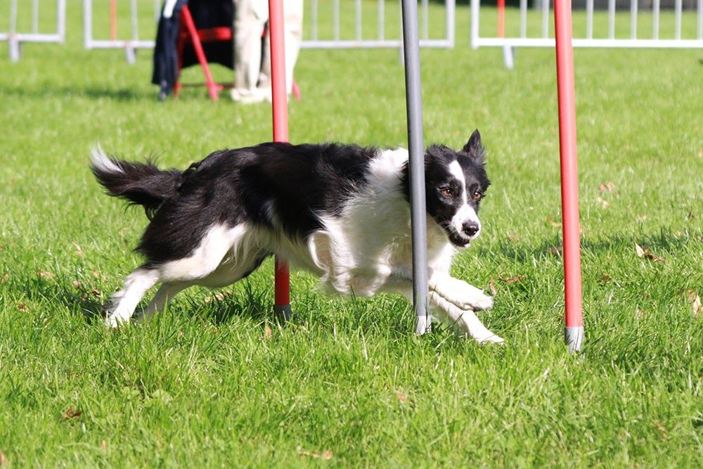 des Crocs de Provence - Zia au concours d'agility de Chambéry