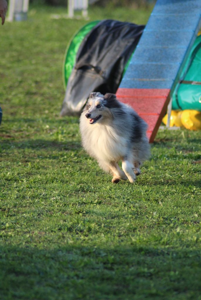 des Crocs de Provence - Concours d'agility de Pierrelatte