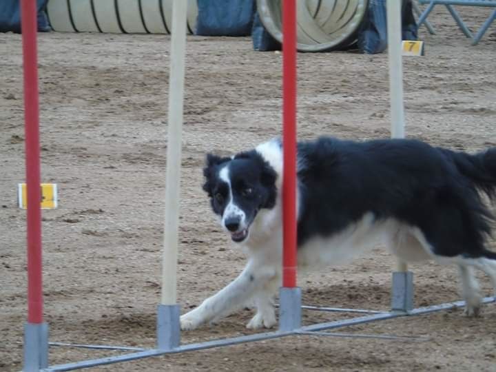 des Crocs de Provence - Concours d'agility du P.U.C.H.