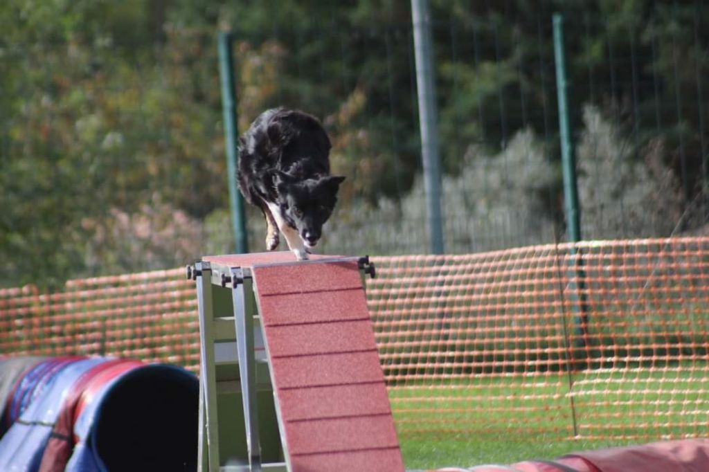 des Crocs de Provence - Concours d'agility de Miramas