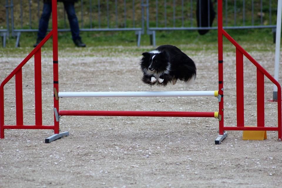 des Crocs de Provence - Concours d'agility de La Valette