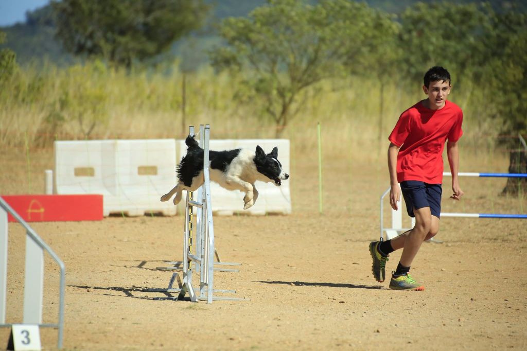 des Crocs de Provence - Concours d'agility de Saint Martin de Crau