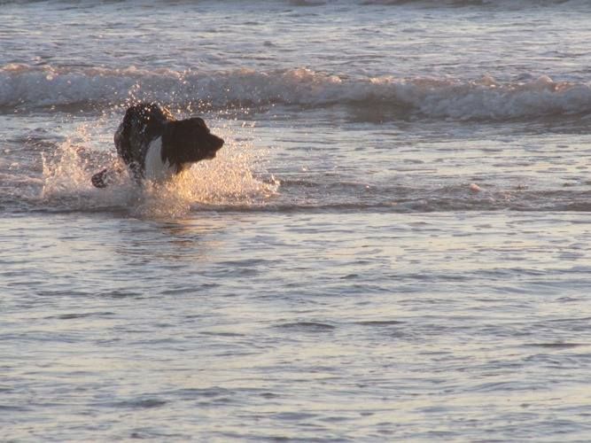 des Crocs de Provence - Brevet d'agility pour Juji