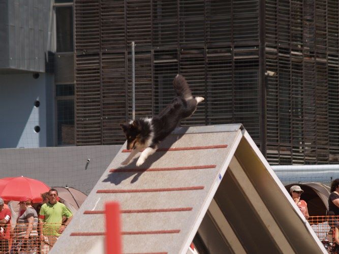 des Crocs de Provence - Concours d'agility des Cadéou