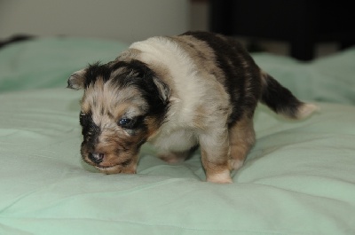 des Crocs de Provence - Les chiots ont 2 semaines