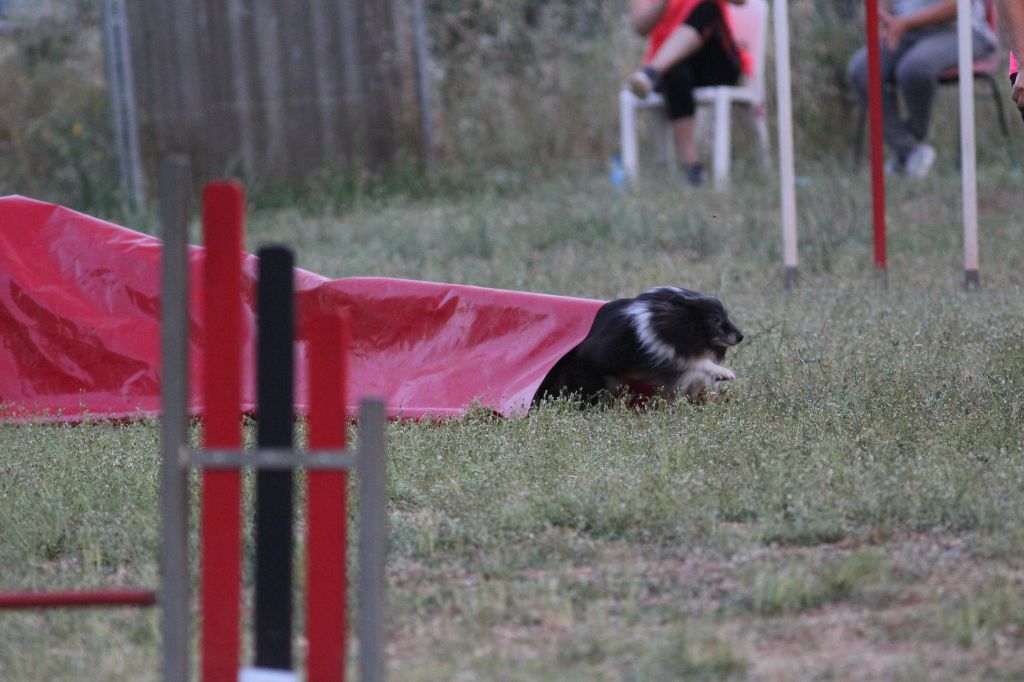 des Crocs de Provence - Concours d'agility des Cadéous