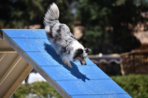 des Crocs de Provence - Concours d'agility de Miramas