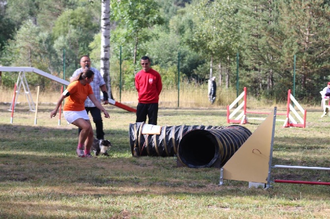 des Crocs de Provence - Concours d'agility de Briançon