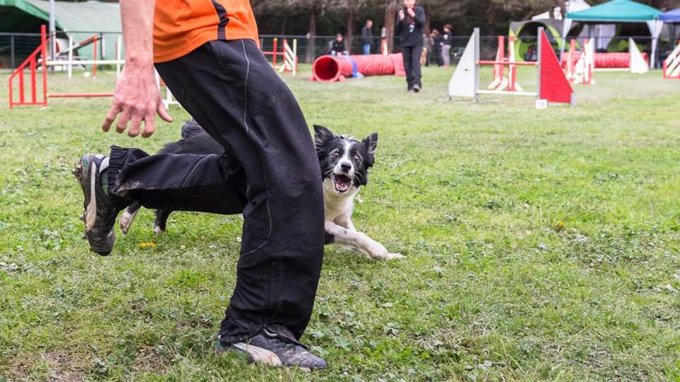 des Crocs de Provence - Concours d'agility de Miramas