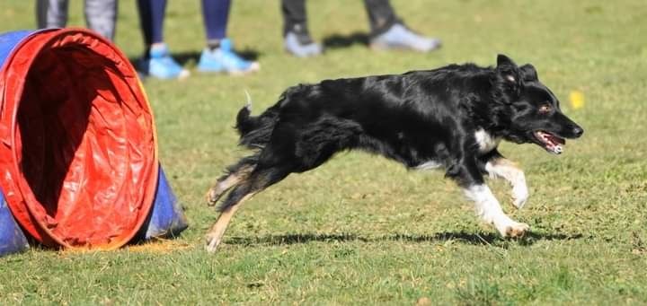 des Crocs de Provence - Concours d'agility des Cadéous