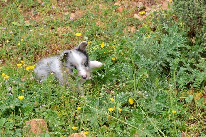 des Crocs de Provence - Les chiots de Flèche ont 5 semaines