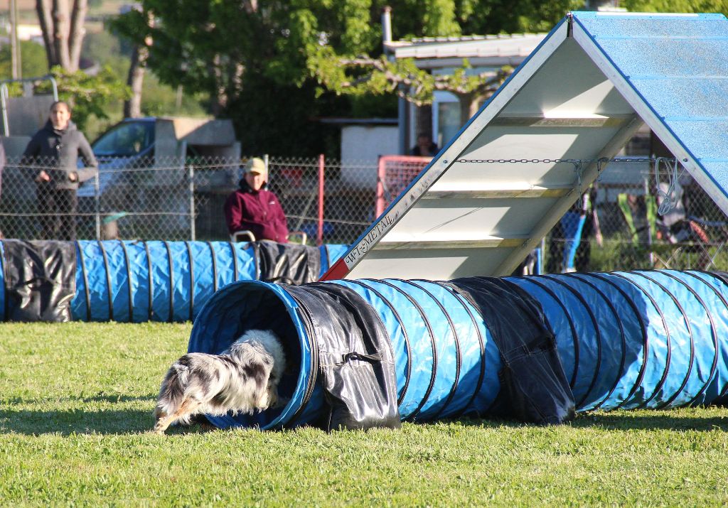 des Crocs de Provence - Brevet d'agility pour Nirvana