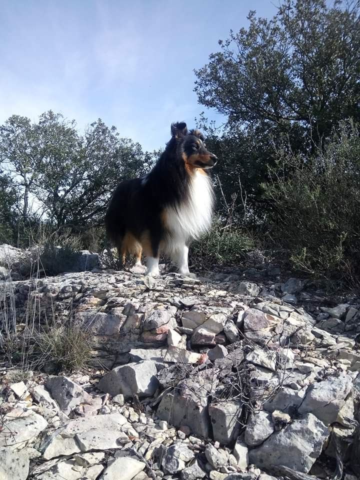 des Crocs de Provence - Des nouvelles de Magic