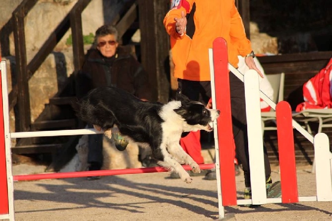 des Crocs de Provence - Concours d'agility de Monaco