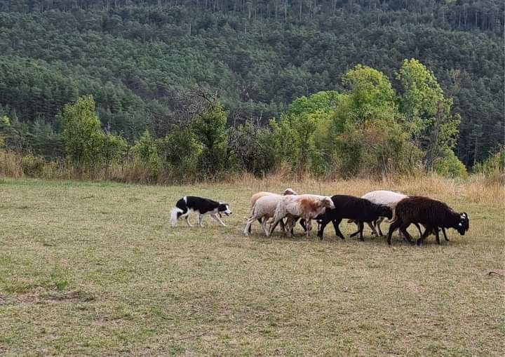 des Crocs de Provence - Des nouvelles de Naïa