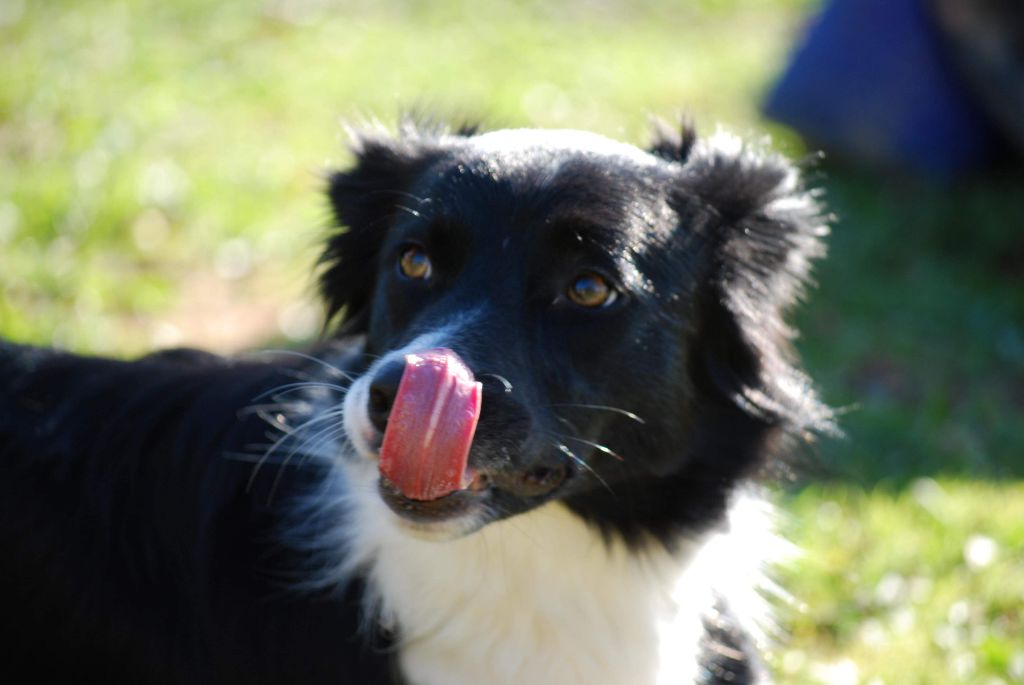 des Crocs de Provence - Concours d'agility de Galargues