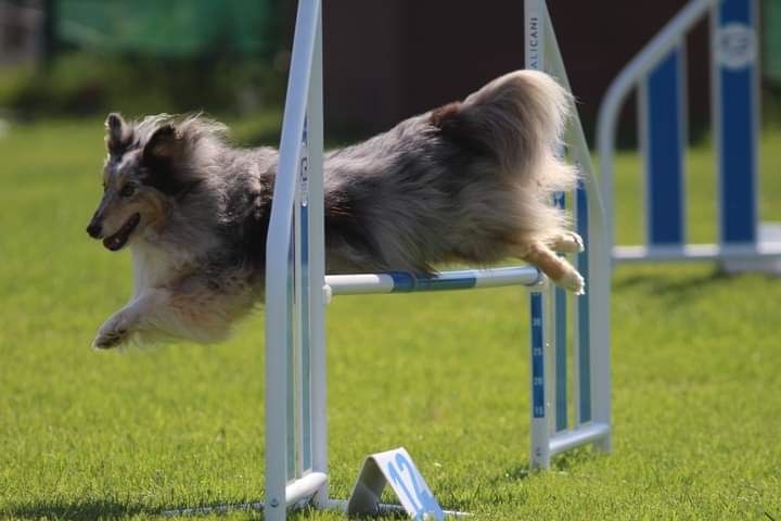 des Crocs de Provence - June au concours d'agility des Pennes Mirabeau