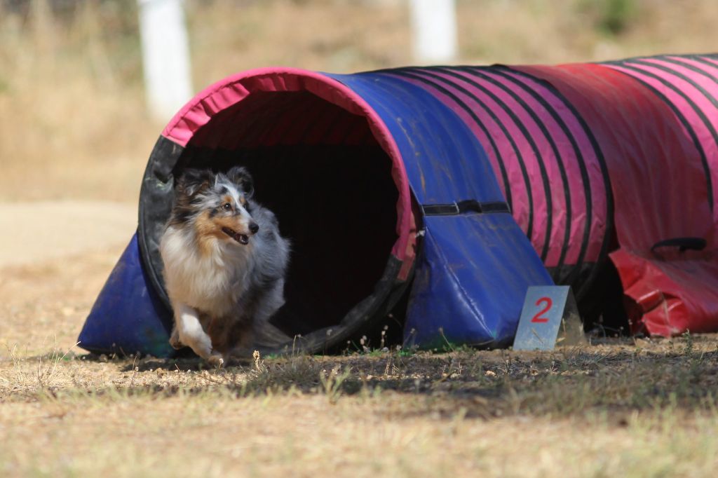 des Crocs de Provence - Concours d'agility de Ferrals les Corbières