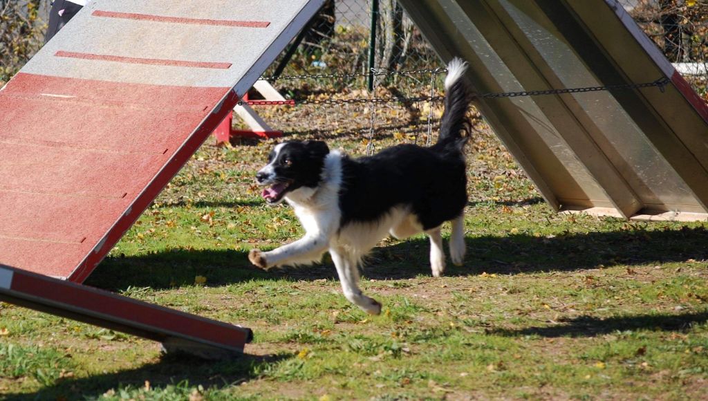 des Crocs de Provence - Concours d'agility de Chambéry