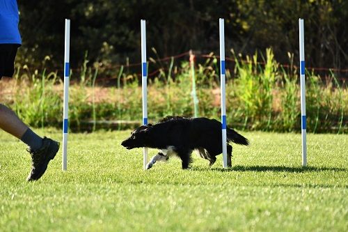 des Crocs de Provence - Concours d'agility de Fos sur Mer