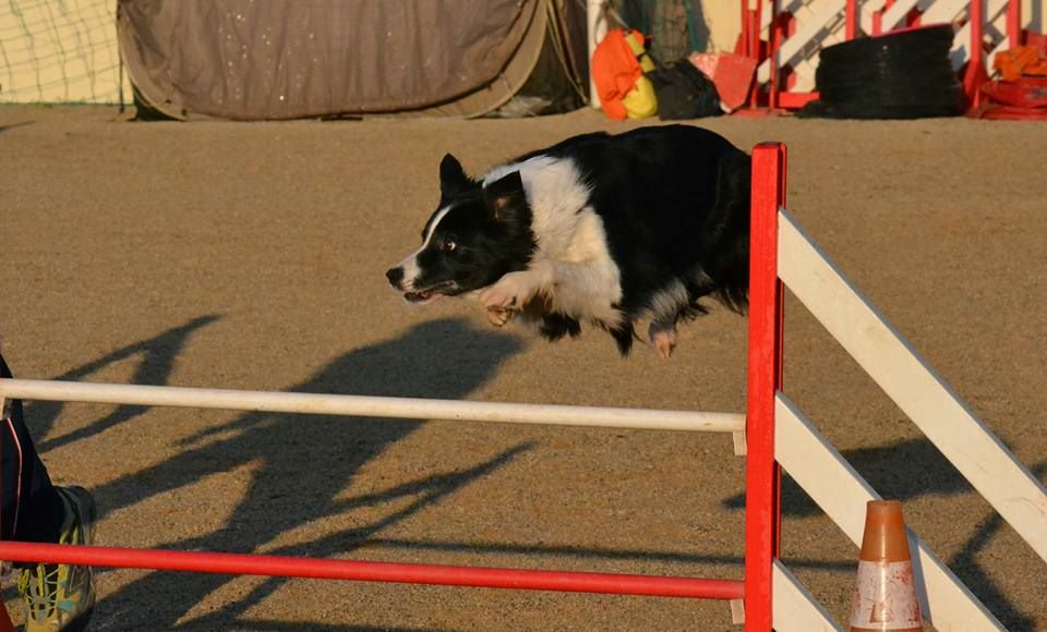 des Crocs de Provence - Concours d'agility de La Valette